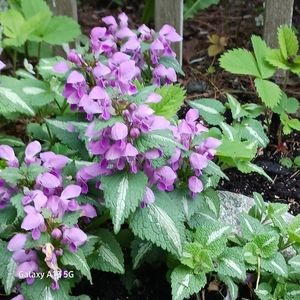 Meet your Posher, Sherrie